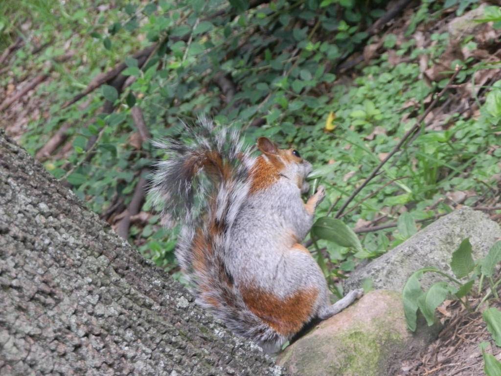 ecureuil bois chapultepec